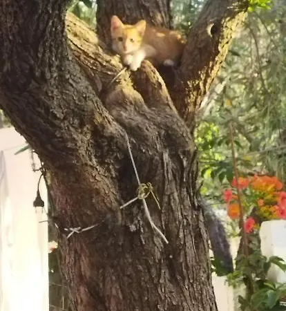 Koula 2-tomi * بوتوس