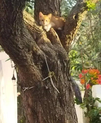 Koula 2-tomi * Potos